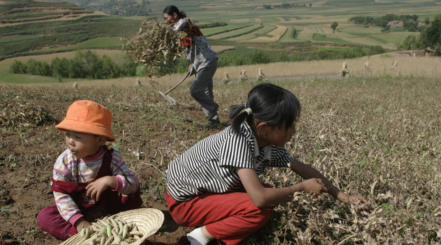 Young children help harvest fields in northern China.